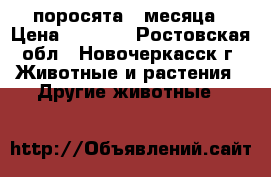 поросята 2 месяца › Цена ­ 3 000 - Ростовская обл., Новочеркасск г. Животные и растения » Другие животные   